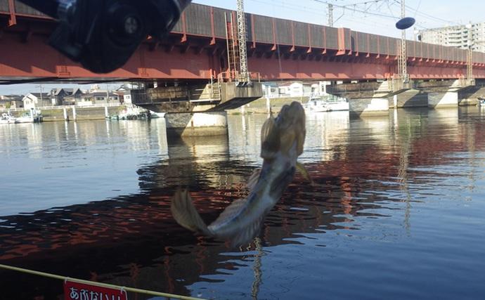 鶴見川でのハゼ釣りで18cm級頭に良型ウロハゼ29匹【横浜】マハゼは混じらず