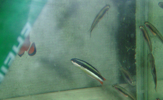 様々なベラを飼育してみた　成長につれて彩り鮮やかな体色が刻々と変化！