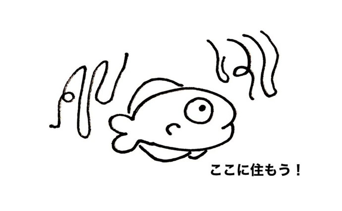 大きなクラゲの中に暮らす小さな魚たち　クラゲと一緒に過ごす理由は3つ？