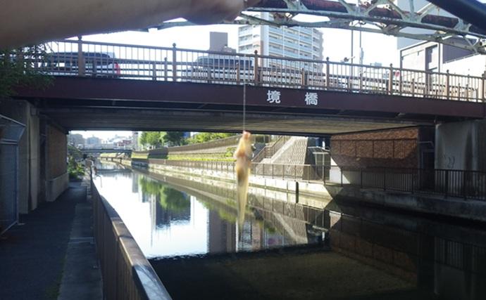 東京湾奥の【日影がある！】ハゼ釣りポイント6選　熱中症を避けて釣りを楽しもう