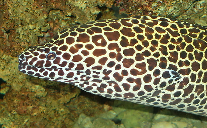 海のギャング【ウツボの仲間】は家で飼育できる？ 初心者にもオススメの3種を紹介