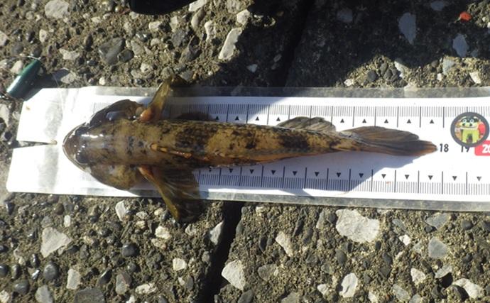 鶴見川でのハゼ釣りで18cm級頭に良型ウロハゼ29匹【横浜】マハゼは混じらず