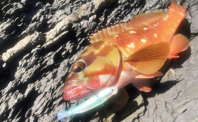 陸っぱりロックゲームでアカハタが連発！【高知】クリスタルラメカラーに好反応