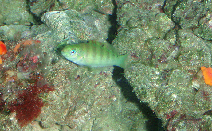 様々なベラを飼育してみた　成長につれて彩り鮮やかな体色が刻々と変化！