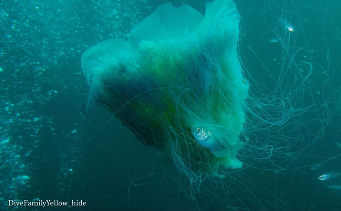 大きなクラゲの中に暮らす小さな魚たち　クラゲと一緒に過ごす理由は3つ？