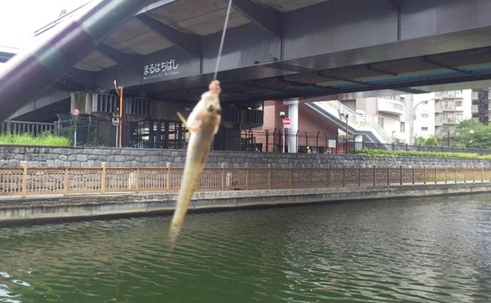東京湾奥の【日影がある！】ハゼ釣りポイント6選　熱中症を避けて釣りを楽しもう