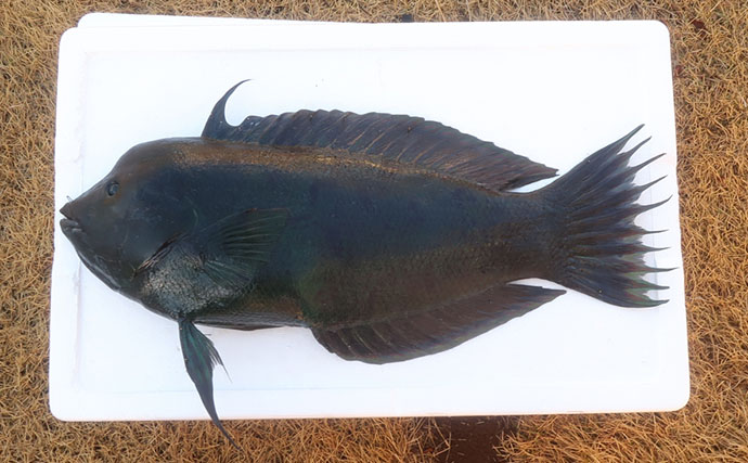 様々なベラを飼育してみた　成長につれて彩り鮮やかな体色が刻々と変化！