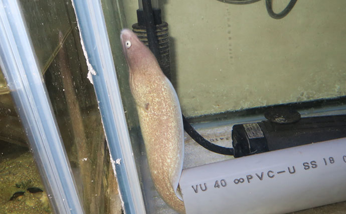 海のギャング【ウツボの仲間】は家で飼育できる？ 初心者にもオススメの3種を紹介