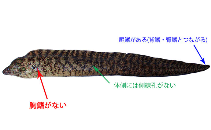 海のギャング【ウツボの仲間】は家で飼育できる？ 初心者にもオススメの3種を紹介