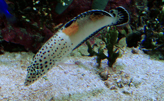 様々なベラを飼育してみた　成長につれて彩り鮮やかな体色が刻々と変化！