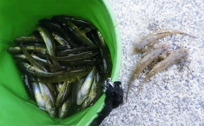 若松漁港のちょい投げ釣りでハゼ48匹キャッチ【三重】メゴチも加えて天ぷら食べ比べ