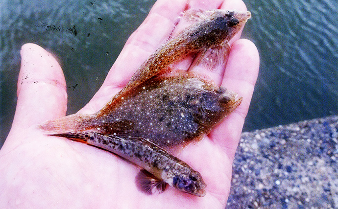 若松漁港のちょい投げ釣りでハゼ48匹キャッチ【三重】メゴチも加えて天ぷら食べ比べ