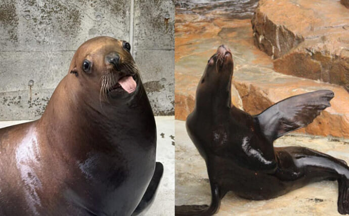 驚くべき「トド」の能力が明らかに　人間の動作を模倣することができる？