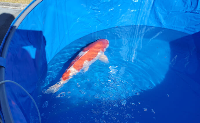 「錦鯉は観るもの？それとも食べるもの？」 気になる食味は泥臭さ対策次第か　