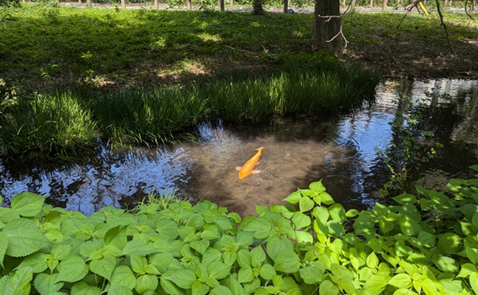 「錦鯉は観るもの？それとも食べるもの？」 気になる食味は泥臭さ対策次第か　
