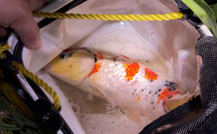 「錦鯉は観るもの？それとも食べるもの？」 気になる食味は泥臭さ対策次第か　