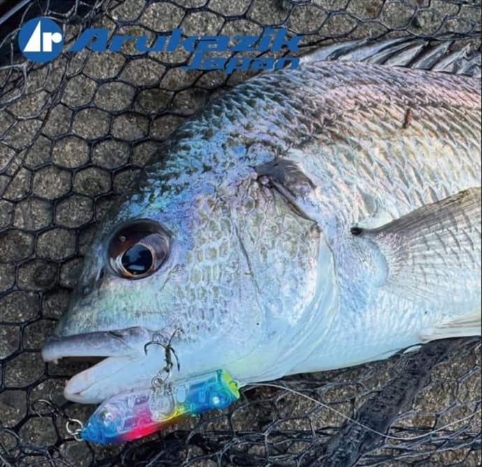 相模湾でキハダ37kg超ゲット！ようやくコマセに反応アリ？【全国の釣果速報6選】