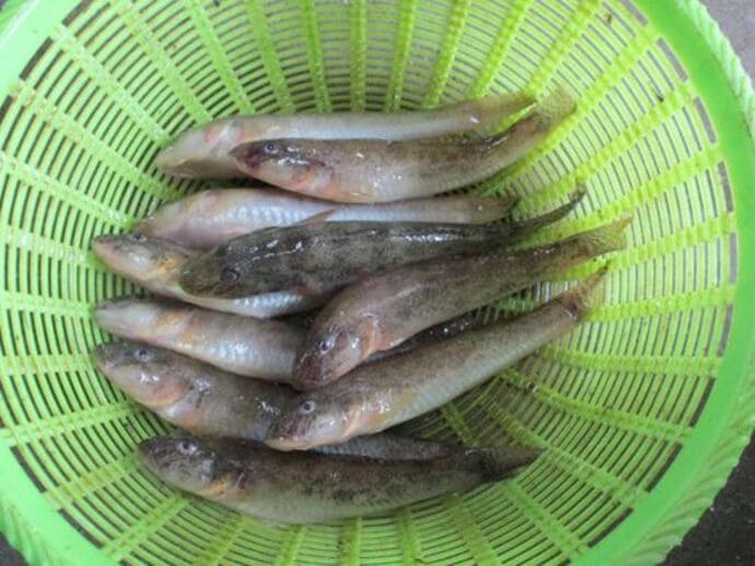 ＜秋のハゼ釣り＞各地で順調！福岡・遠賀川＆西川河口で20cm超の良型も【全国の釣果速報6選】