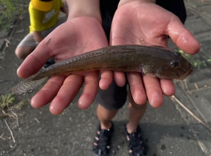 ＜秋のハゼ釣り＞各地で順調！福岡・遠賀川＆西川河口で20cm超の良型も【全国の釣果速報6選】