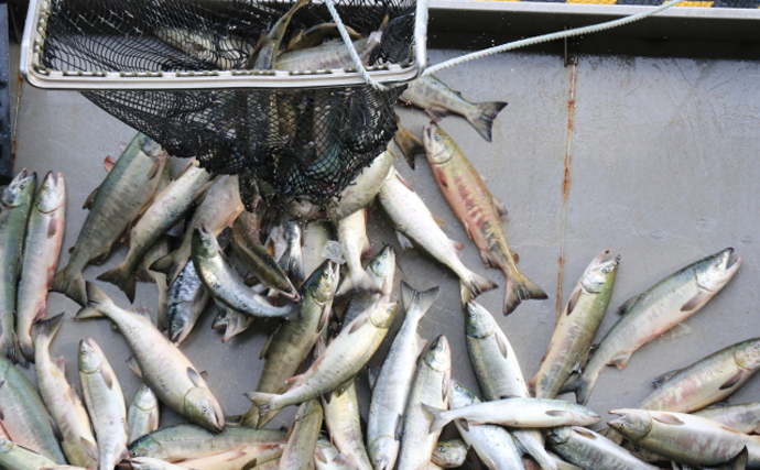 名前が違うだけじゃない？ 「時鮭」「秋鮭」「目近」「鮭児」は全部同じシロザケ