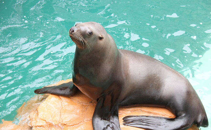 驚くべき「トド」の能力が明らかに　人間の動作を模倣することができる？