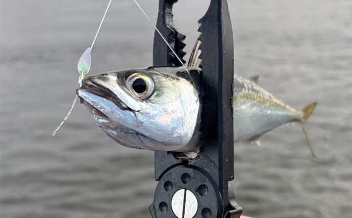 秋に使える【100円ショップ釣り具３選】 メタルジグ・ジグサビキ・エギ全て110円！