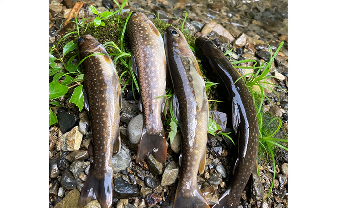 奥多摩の渓流釣りが禁漁に　熊の出没も相次いだ今シーズンを振り返る【東京】