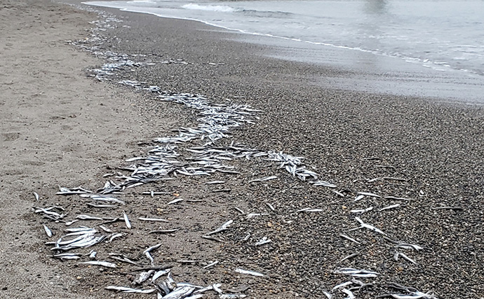 「イワシ回遊増えて大型魚が爆釣？」 新潟在住アングラーが感じるイワシ回遊の変化と釣りとの関係