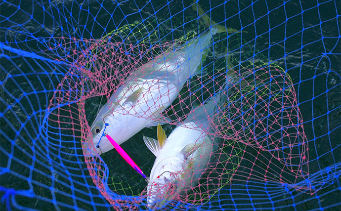 明石沖の秋の好ターゲット3選【青物・フラットフィッシュ・小物類】 自身で釣れば美味しさも格別