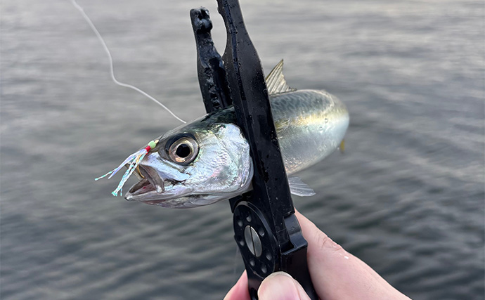 「ここが残念！100均ジグサビキ」 スナップの強度とティンセルの劣化にご注意を