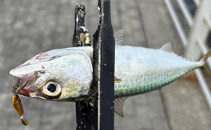 朝マヅメの大阪南港ルアー釣りでサバ50尾超え　3gのメタルジグに連発！