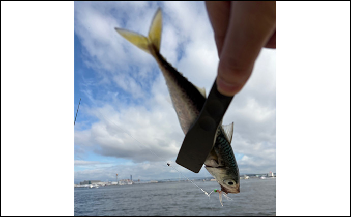 波止でのジグサビキ釣行でボウズ逃れのサバをキャッチ【大阪南港】雨後の水潮に苦戦