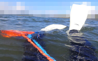 生き物好きが海から徒歩30秒の場所に住んでみたら部屋中が水槽だらけにな…