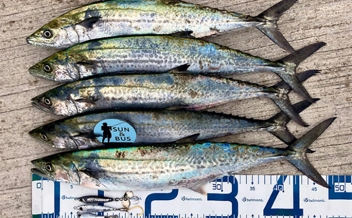 大阪湾奥に待望のサゴシ到来！『大阪南港魚つり園』でのショアジギングで連日キャッチ成功