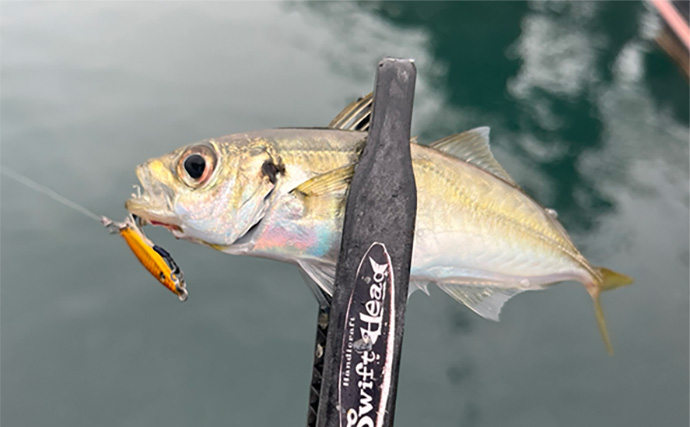 「魚が見えるから昼でも釣れる！」偏光サングラス『Gillsee』で難しいデイアジングを攻略【兵庫・淡路島】