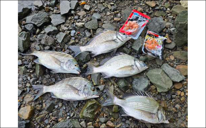 河川でのクロダイフカセ釣りに初挑戦【茨城・大洗】リバーチヌ9匹手中に大満足