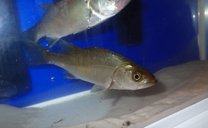 生き物好きが海から徒歩30秒の場所に住んでみたら部屋中が水槽だらけになった