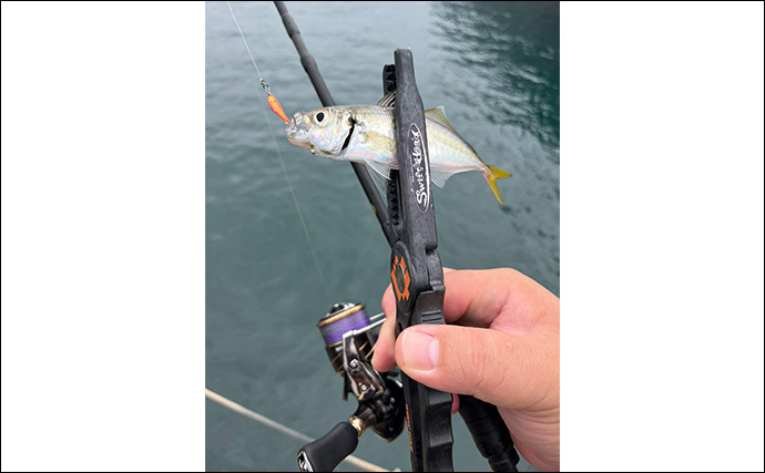 「魚が見えるから昼でも釣れる！」偏光サングラス『Gillsee』で難しいデイアジングを攻略【兵庫・淡路島】