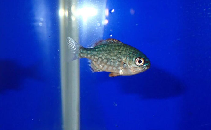 生き物好きが海から徒歩30秒の場所に住んでみたら部屋中が水槽だらけになった