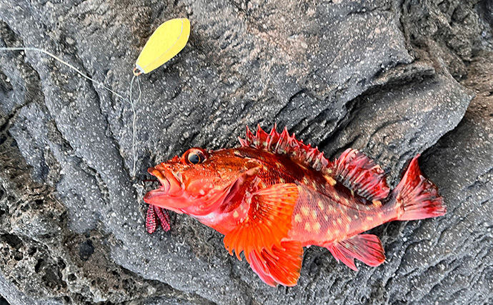 「スマートウォッチの有無で釣果が決まる？」 伊豆大島を１周して磯釣りポイントを探索してみた