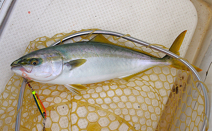 明石沖の秋の好ターゲット3選【青物・フラットフィッシュ・小物類】 自身で釣れば美味しさも格別