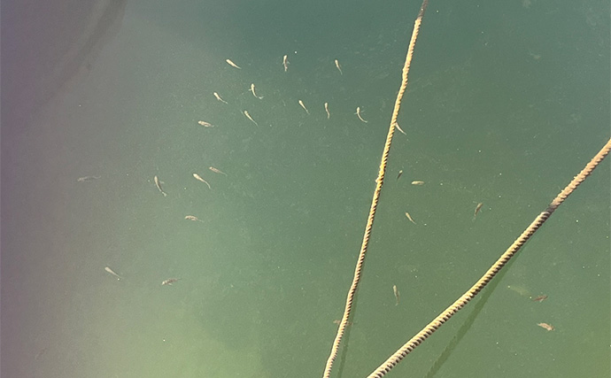 「魚が見えるから昼でも釣れる！」偏光サングラス『Gillsee』で難しいデイアジングを攻略【兵庫・淡路島】