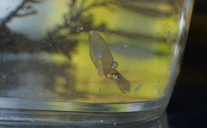 生き物好きが海から徒歩30秒の場所に住んでみたら部屋中が水槽だらけになった