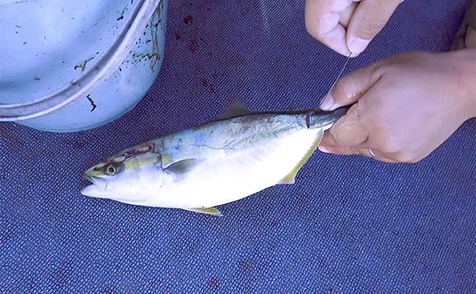 「釣っただけの魚は美味しくない？」 船長に聞く【魚の絞め方・冷やし方・持ち帰り方】