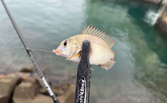 「魚が見えるから昼でも釣れる！」偏光サングラス『Gillsee』で難しいデイアジングを攻略【兵庫・淡路島】