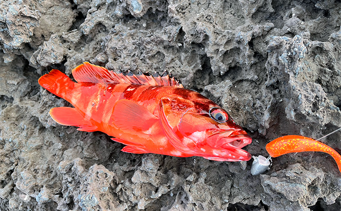 「スマートウォッチの有無で釣果が決まる？」 伊豆大島を１周して磯釣りポイントを探索してみた