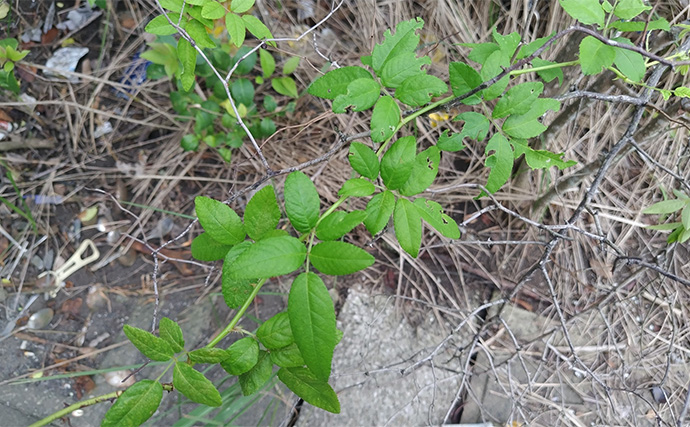 「見かけても絶対触っちゃダメ！」 釣り場で見かける有毒＆危険植物3選
