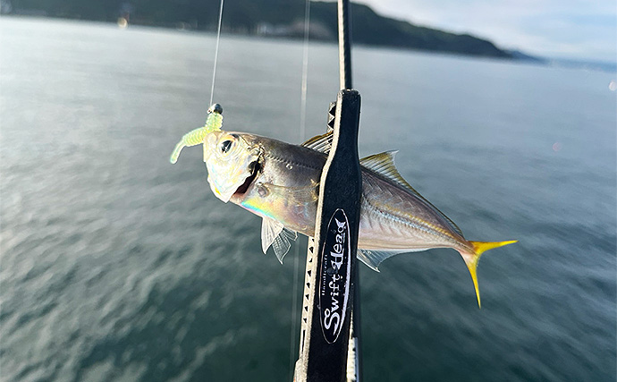 「魚が見えるから昼でも釣れる！」偏光サングラス『Gillsee』で難しいデイアジングを攻略【兵庫・淡路島】