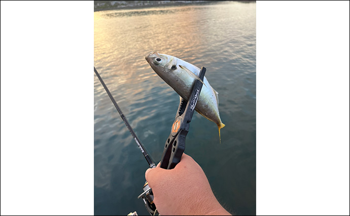 「魚が見えるから昼でも釣れる！」偏光サングラス『Gillsee』で難しいデイアジングを攻略【兵庫・淡路島】