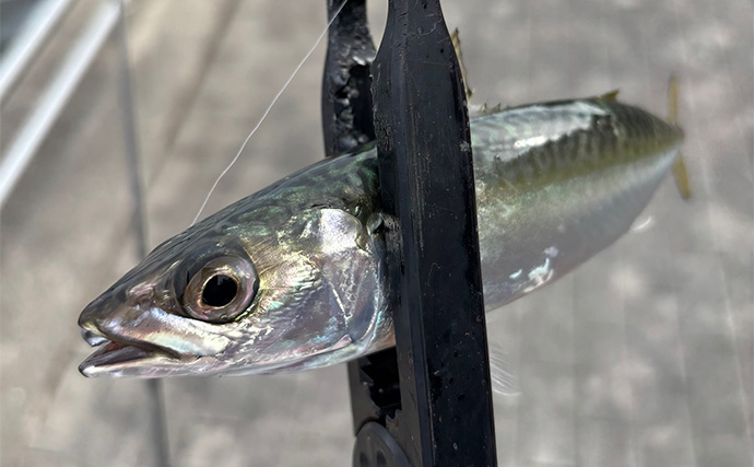 『シーサイドコスモ』のライトルアー釣行でサバ連打！【大阪】ジグサビキとワームにヒット